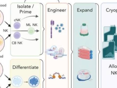 自體自然殺傷細胞注射液（E10H）臨床IND申請獲國家藥監(jiān)管局受理