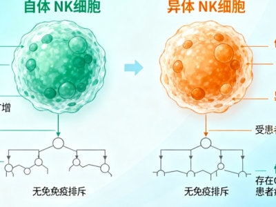 NK細胞：自體與異體的 “免疫戰士”，究竟有何不同？