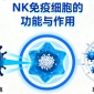 NK免疫細胞的功能與作用