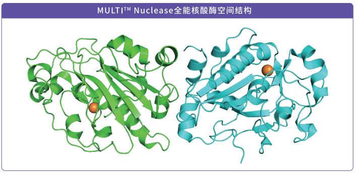 MULTIT? Nuclease全能核酸酶空間結構