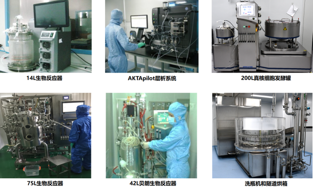 真核細胞發酵平臺