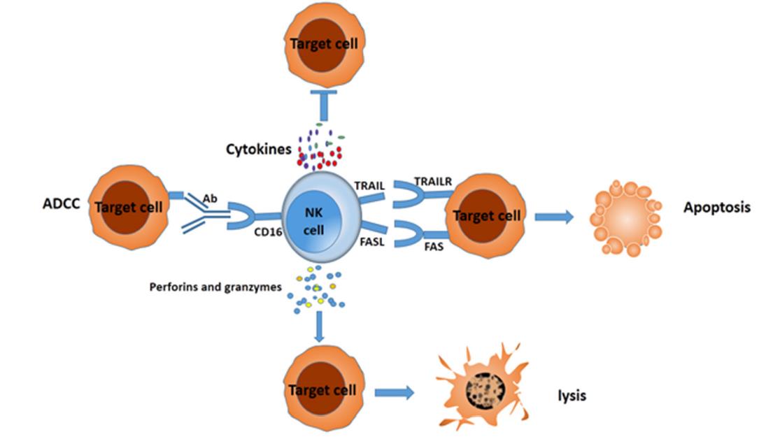 NK細胞：人體免疫防線的 “天然殺手”