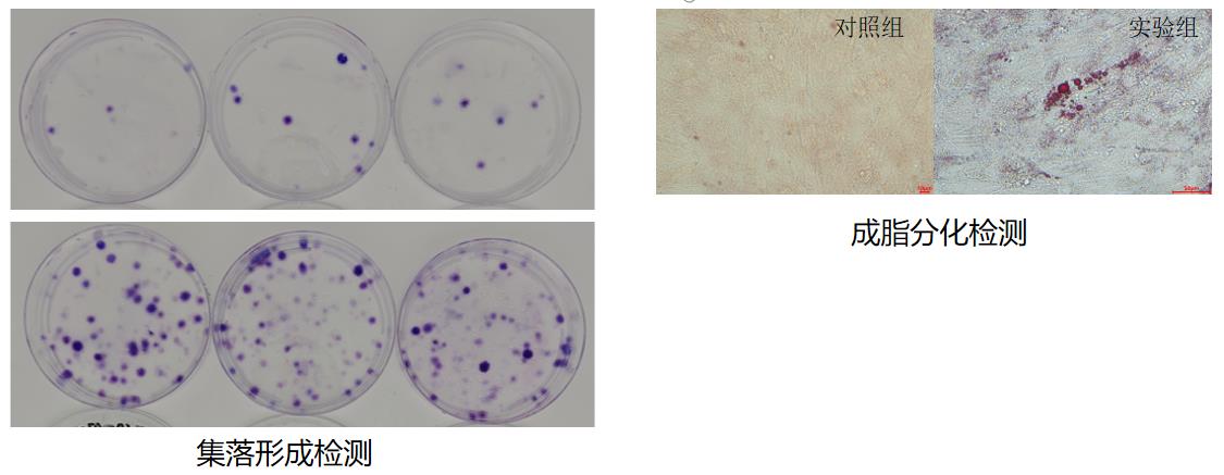 E10I的細胞增殖活性及三系分化能力