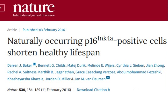 清除衰老的細(xì)胞，對(duì)延緩衰老具有顯著作用，NK細(xì)胞可以發(fā)揮這方面的功能。